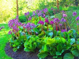 Klatt Bergenias