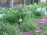 South Central Foundation Traditional Healing Garden